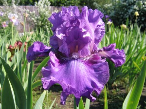 'John Glad,' a Tall Bearded variety by Russian iris breeder Sergey Loktev. Image courtesy of the hybridizer. 