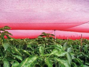 The red netting manufactured by Chromatinet has been shown to increase productivity in several plant species.
